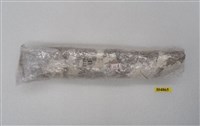 藏品(犀肋骨)的圖片